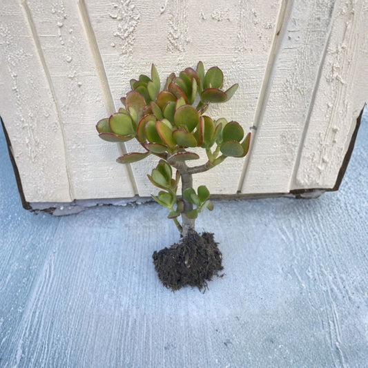 Money Plant – Live Plant | Ready to Plant | Rooted Starter | No Pot | Easy Care Houseplant | Indoor & Outdoor Friendly