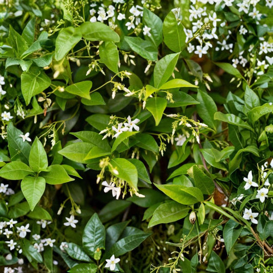 Confederate Star Jasmine – Trachelospermum jasminoides Live Plant | 4–6 Inches Tall | Fragrant Flowering Vine | Patio & Garden Ready | Easy to Grow