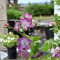 Mottisfont Rose Geranium Seeds – Pelargonium Flower Seeds | 25+ Seeds Included | Vibrant Garden Blooms | Patio & Container Friendly | Easy to Grow