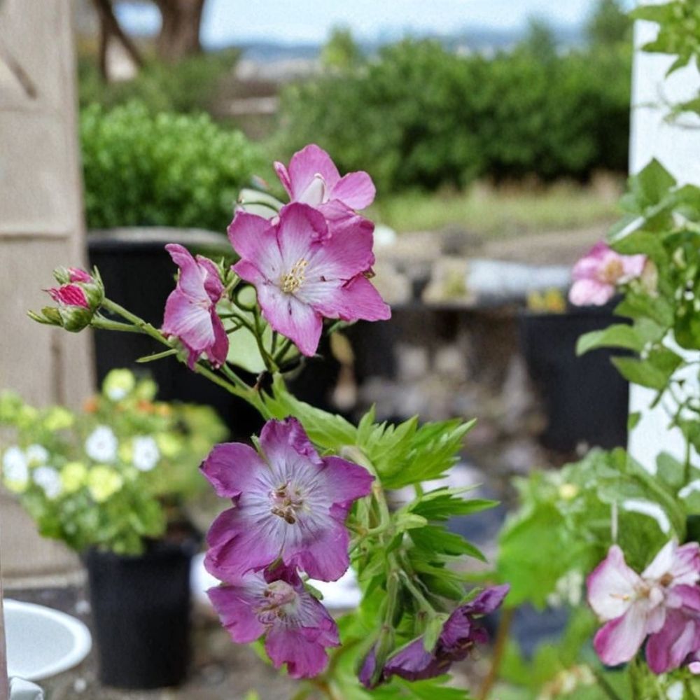 Mottisfont Rose Geranium Seeds – Pelargonium Flower Seeds | 25+ Seeds Included | Vibrant Garden Blooms | Patio & Container Friendly | Easy to Grow