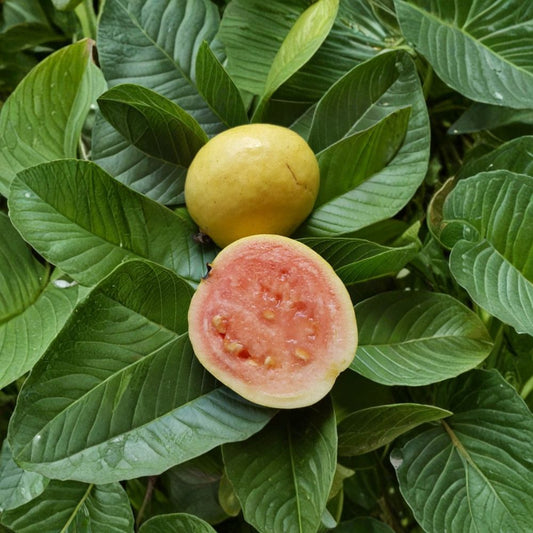 Micro Leaf Guava Live Plant – Psidium | 4–6 Inch Starter | Tropical Fruit Shrub | Small Leaf Guava | No Pot | Ornamental Edible Plant