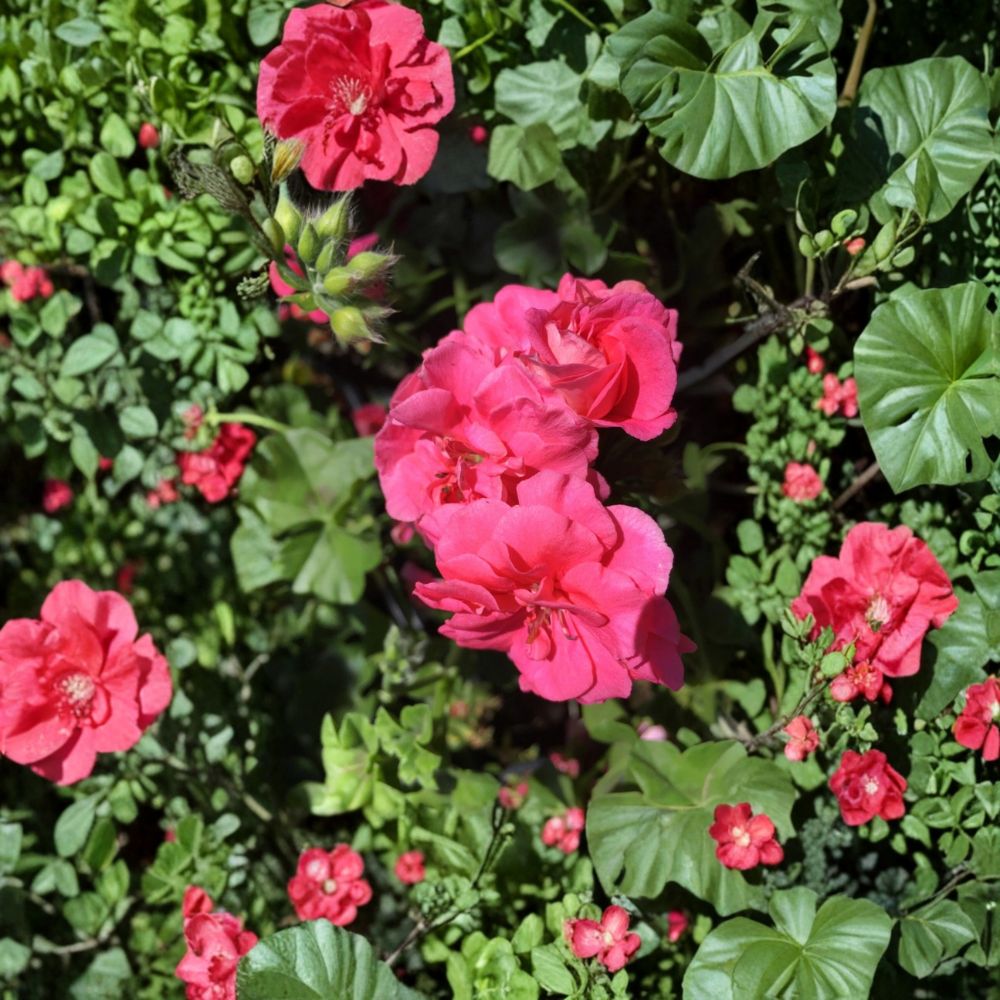 Mixed Ivy Geranium Cuttings – 8 Fresh Pelargonium Cuttings for Rooting | Assorted Color Trailing Geranium Plants