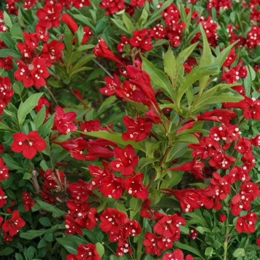 Red Weigela Live Shrubs – 3 Bare Root Plants | Weigela florida | 12–24 Inches Tall | Flowering Landscape Shrub | Easy to Grow