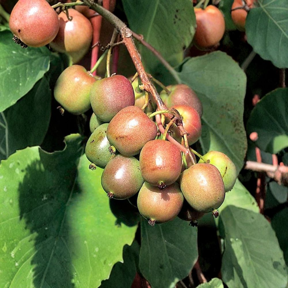 Geneva Hardy Kiwi Vine – Actinidia arguta 'Geneva' | Female Live Rooted Starter Plant | Fuzzless Fruit | Zones 4–8 | Easy to Grow