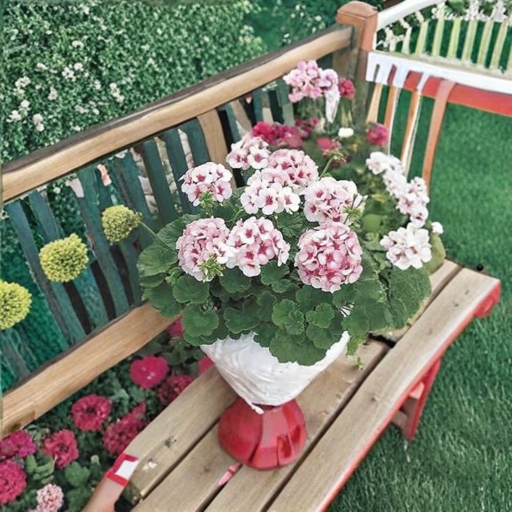Maverick Star Geranium Seeds – 100 Pelargonium Flower Seeds | Blush Pink Zonal Geranium Mix