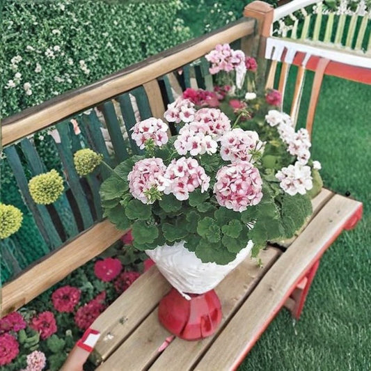 Maverick Star Geranium Seeds – 100 Pelargonium Flower Seeds | Blush Pink Zonal Geranium Mix
