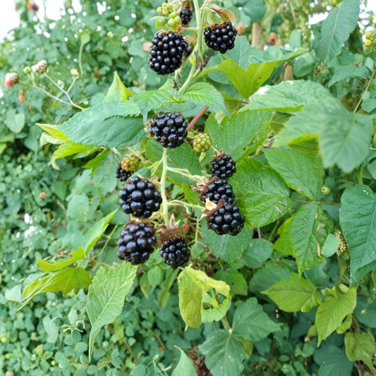 Himalayan Blackberry – Rubus armeniacus Live Bare Root Plants | Set of 3 | 10–15 Inch Canes | Hardy Fruiting Bramble