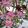 Fragrant Light Pink Geranium Cuttings – 3 Fresh Cuttings | Soft Pink Blooms & Pleasant Scent | Rooting & Grafting Ready | Quick Shipping