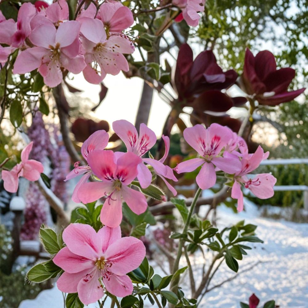Fragrant Light Pink Geranium Cuttings – 3 Fresh Cuttings | Soft Pink Blooms & Pleasant Scent | Rooting & Grafting Ready | Quick Shipping