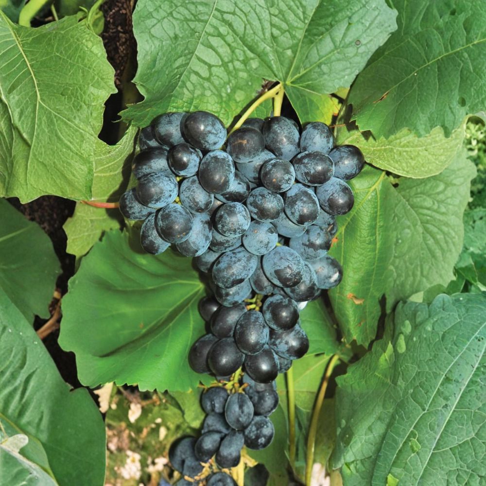 Faith Seedless Grape Cuttings – 5 Pack | Vitis Hybrid White Table Grape | Early Sweet Seedless Variety | Cold Hardy Vine | Grow Your Own Vineyard