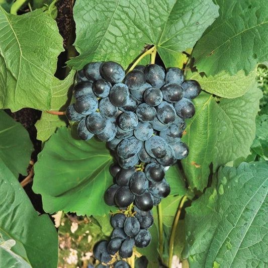 Faith Seedless Grape Cuttings – 5 Pack | Vitis Hybrid White Table Grape | Early Sweet Seedless Variety | Cold Hardy Vine | Grow Your Own Vineyard