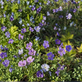 Blue Sunrise (Blugold) Geranium Seeds – 25+ Premium Pelargonium Flower Seeds | Colorful Garden & Patio Blooms