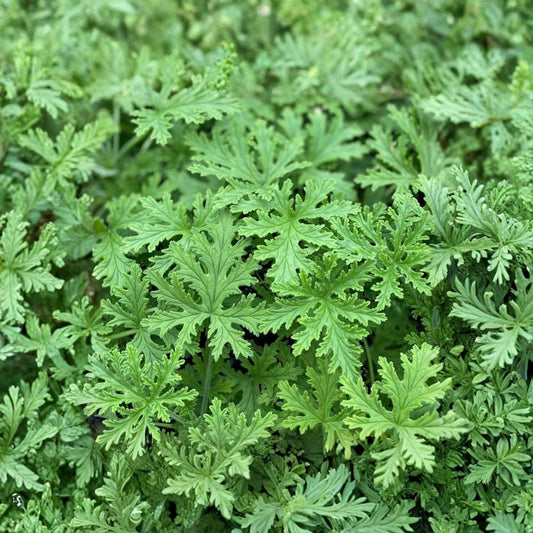 Organic Citronella Geranium Live Plant – Pelargonium citrosum | 6–8 Inch Starter | 2.5 x 3.5 Inch Pot | Fragrant Geranium | Free Shipping