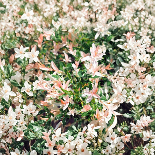 Dappled Willow Live Plant – Salix integra ‘Hakuro Nishiki’ | 2.5 Inch Pot | Variegated Ornamental Shrub | Zones 4–9
