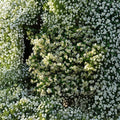 Cold Hardy Star Jasmine Plant – Trachelospermum jasminoides ‘Madison’ Live Vine | 4–8 Inch Starter | Fragrant Confederate Jasmine | Zone 7 Hardy
