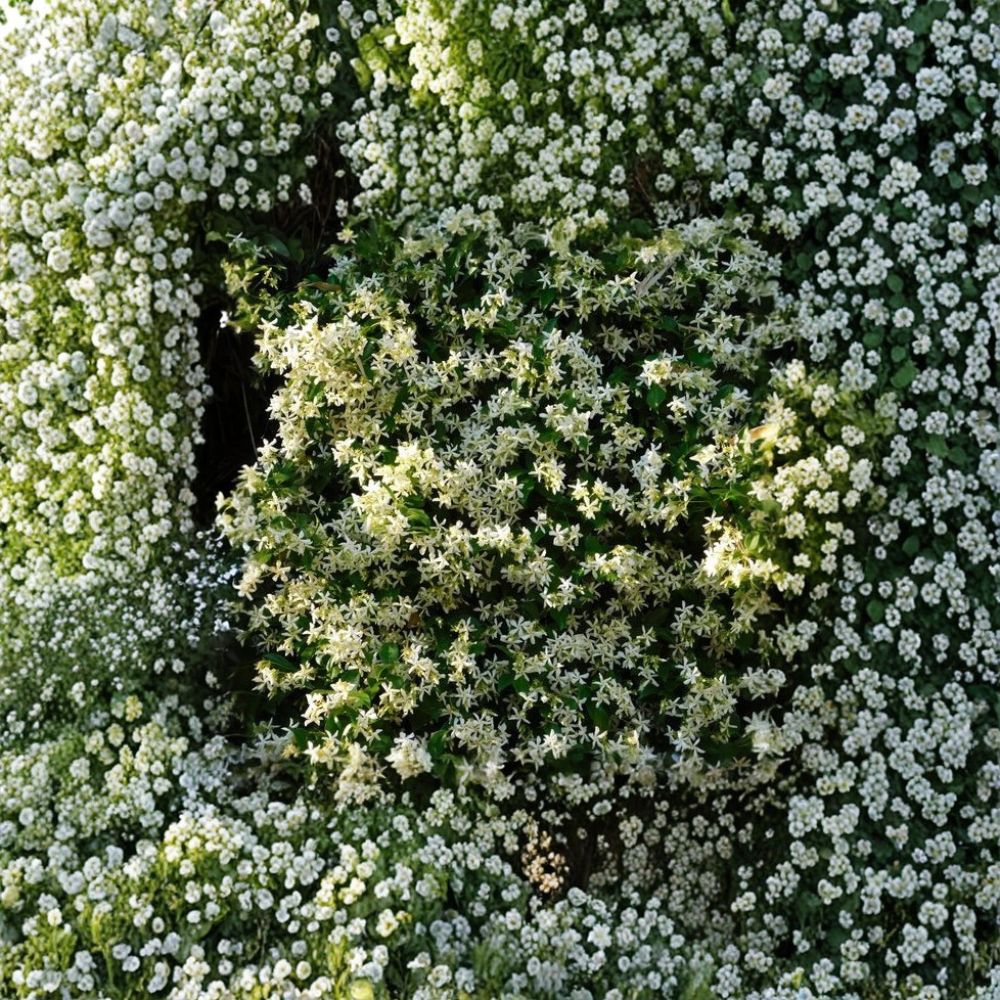 Cold Hardy Star Jasmine Plant – Trachelospermum jasminoides ‘Madison’ Live Vine | 4–8 Inch Starter | Fragrant Confederate Jasmine | Zone 7 Hardy