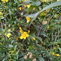 Carolina Yellow Jasmine – Gelsemium sempervirens Seeds | 25+ Fresh USA Grown Seeds | Fragrant Evergreen Vine | Fast Growing Climber