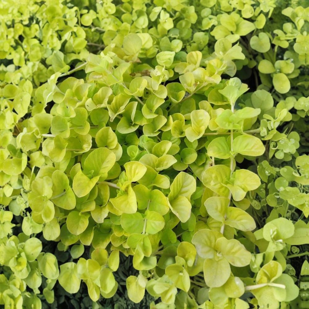 Creeping Jenny – Lysimachia nummularia Live Plants | 8 Starter Plants | Perennial Ground Cover | Fast Spreading Garden Plant