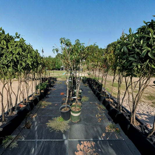 J.H. Hale Peach Tree – Prunus persica Live Fruit Tree | 4–6 Feet Tall | Sweet Juicy Freestone Peaches | Mid-Season Harvest | Easy to Grow