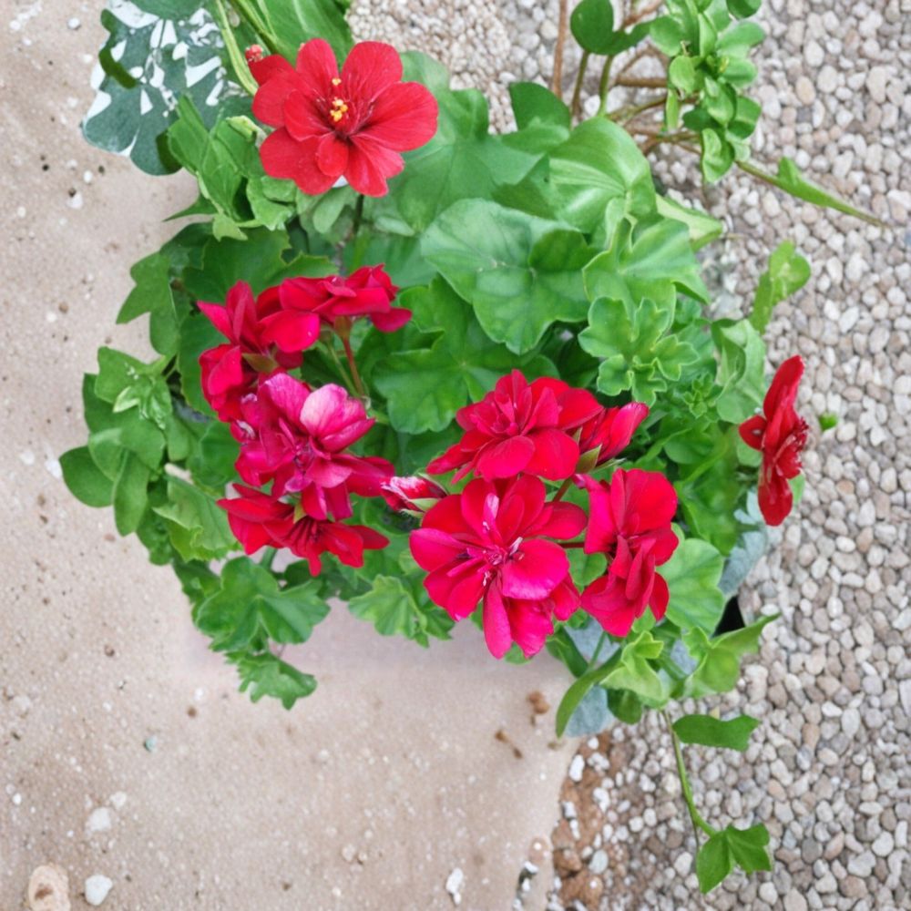 Rose Red Citronella Ivy Geranium Cuttings – 3 Live Pelargonium Plant Starters | Fragrant Ivy Geranium | Patio & Hanging Basket Friendly
