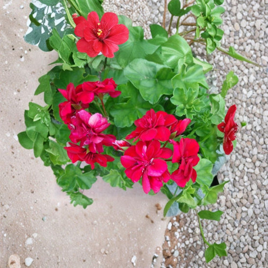 Rose Red Citronella Ivy Geranium Cuttings – 3 Live Pelargonium Plant Starters | Fragrant Ivy Geranium | Patio & Hanging Basket Friendly