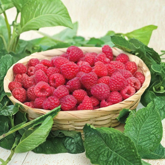 Willamette Raspberry – Rubus idaeus Live Bare Root Plants | Set of 3 | Oregon Heirloom Variety | Hardy Red Berry Bush