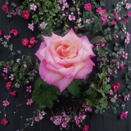 Kordes Perfecta Rose – Rosa Hybrid Tea Live Bush Plant | 5 Gallon Size | Everblooming Rose | Elegant Bi-Color Blooms | Garden & Landscape Favorite