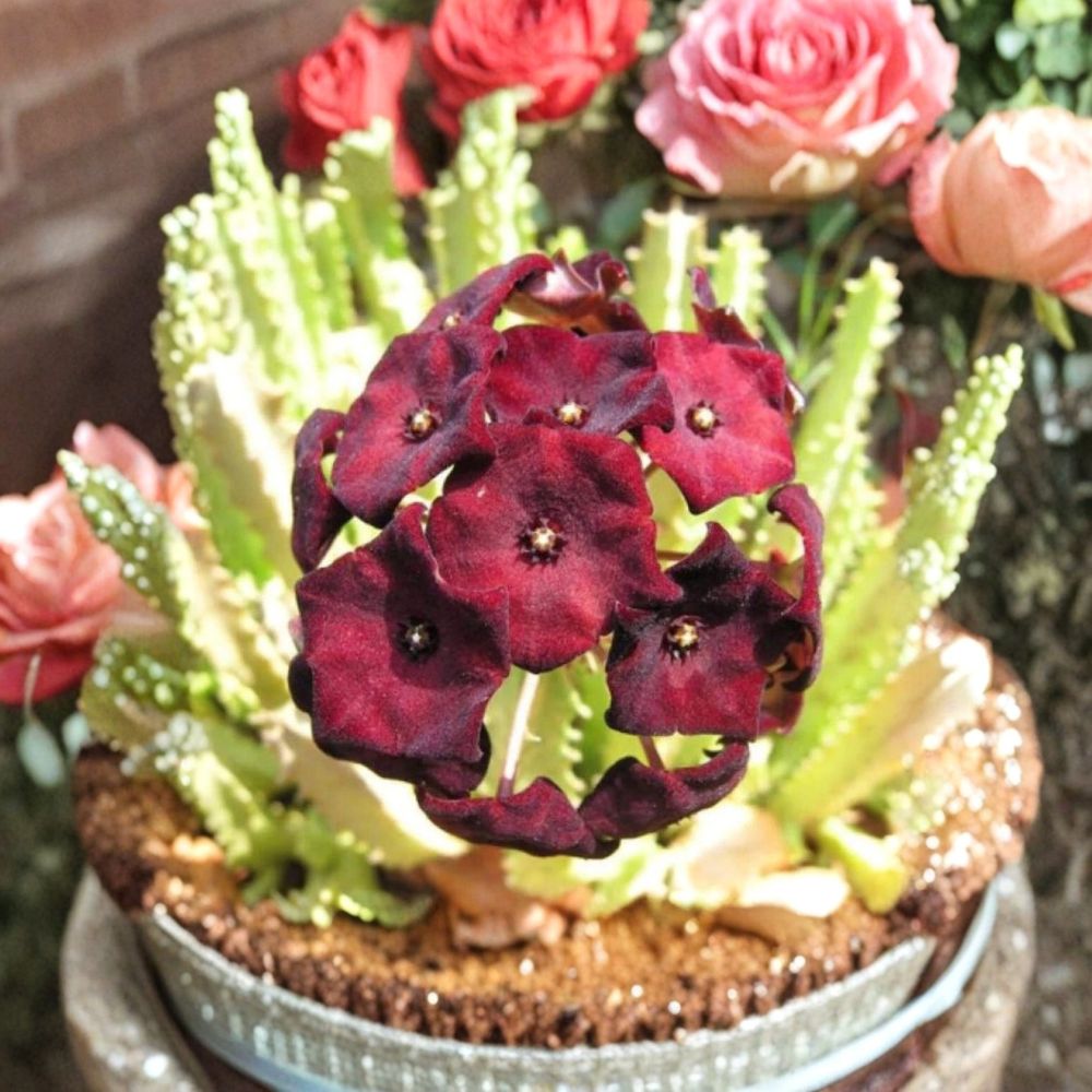 Caralluma Umbellata Live Succulent Plant | 3.5 Inch Pot | Well-Rooted Rare Stapeliad | Exotic Collector Plant | Easy to Grow