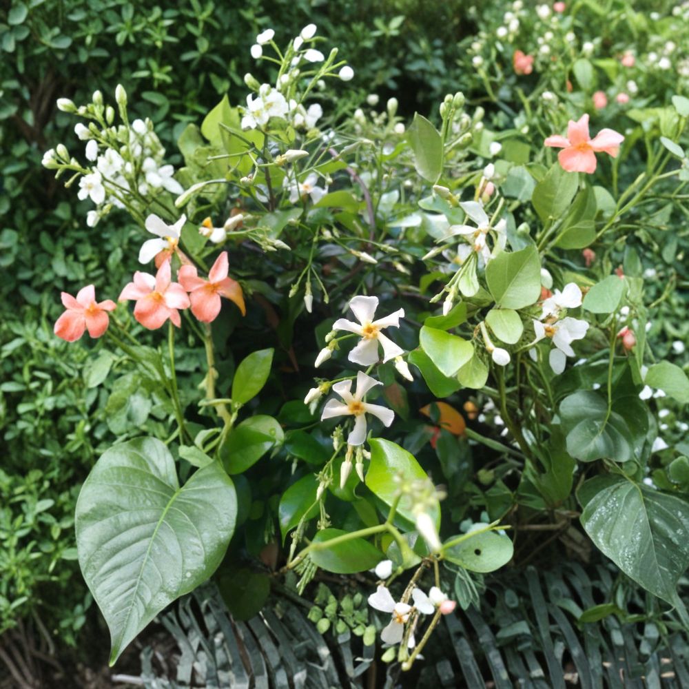 Asian Star Jasmine – Trachelospermum asiaticum Live Plants | Lot of 15 Rooted Vines | 12 Inches+ Length | Fragrant Groundcover or Climber