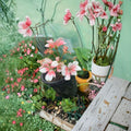 Savannah Light Salmon Geranium – Pelargonium Zonale Live Plant | 1 Well Rooted Plant Included | Soft Salmon Blooms | Patio & Garden Friendly | Easy to Grow