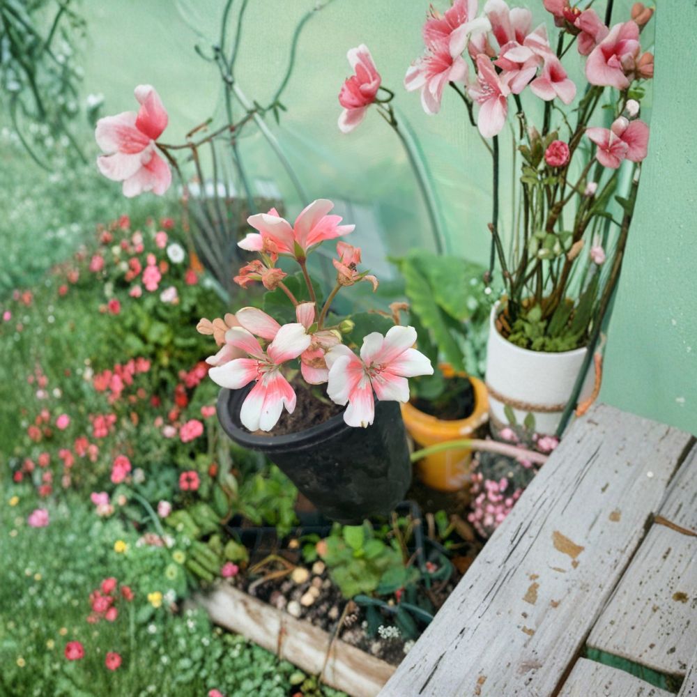 Savannah Light Salmon Geranium – Pelargonium Zonale Live Plant | 1 Well Rooted Plant Included | Soft Salmon Blooms | Patio & Garden Friendly | Easy to Grow