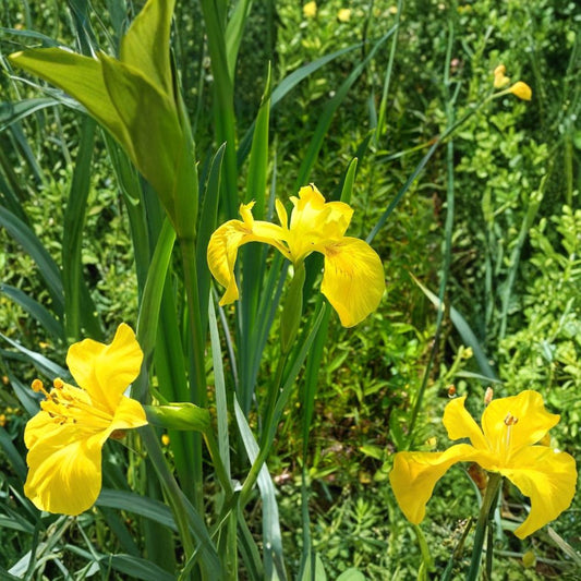 Yellow Flag Water Iris – 4 Live Rhizomes | Iris pseudacorus | Bare Root | Tall Yellow Flowering Pond Iris | Wetland Plant