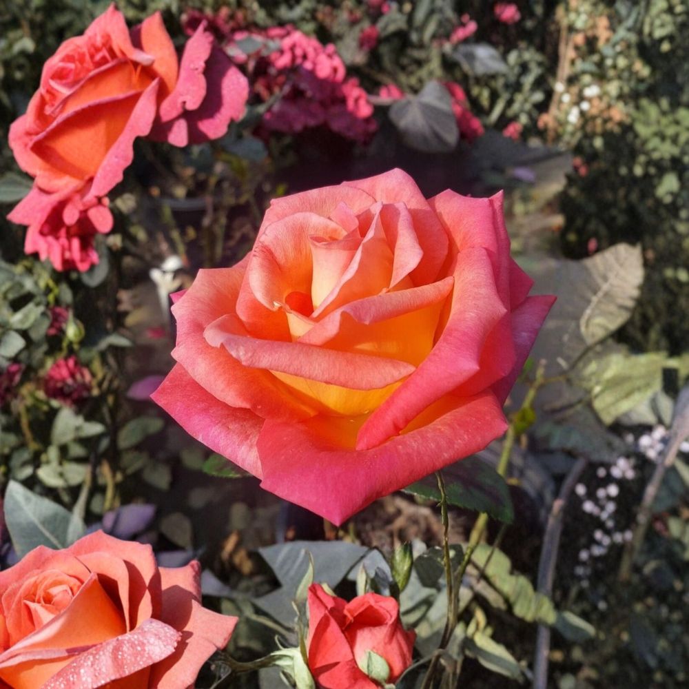 Mikado Hybrid Tea Rose – Scarlet Yellow Live Bush Plant | 2 Gallon Size | Bi-Color Hybrid Tea Rose | Large Elegant Blooms | Easy to Grow Garden Rose