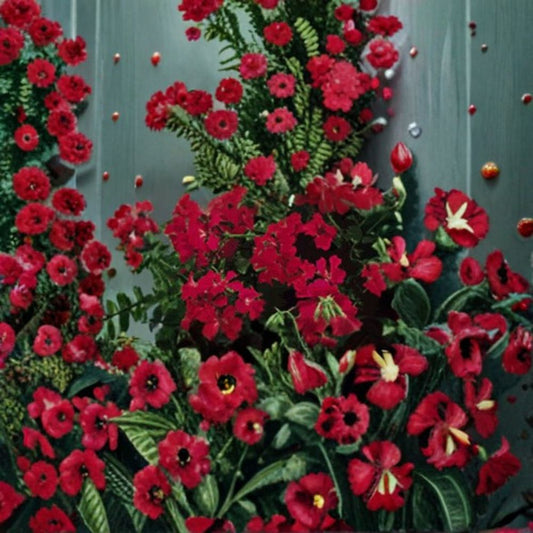 Geranium Tornado Red – Pelargonium Seeds | 1,000 Seeds | Cascading Red Blooms | Basket & Container Friendly | Sweetly Scented Variety | Easy to Grow