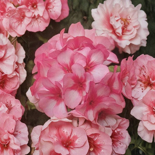 Mavericks Bicolor Geranium Seeds – 8 Annual Pelargonium Seeds | Pink & White Summer Blooms