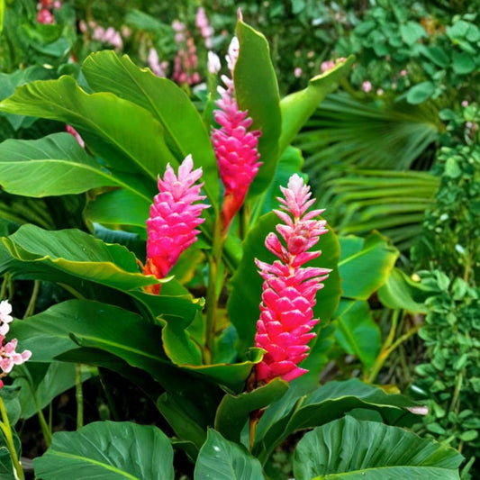 Hot Pink Ginger Live Plant | 3–6 Inch Tall | Tropical Flowering Plant | Ornamental Ginger Starter | No Pot | Tropical Garden Plant