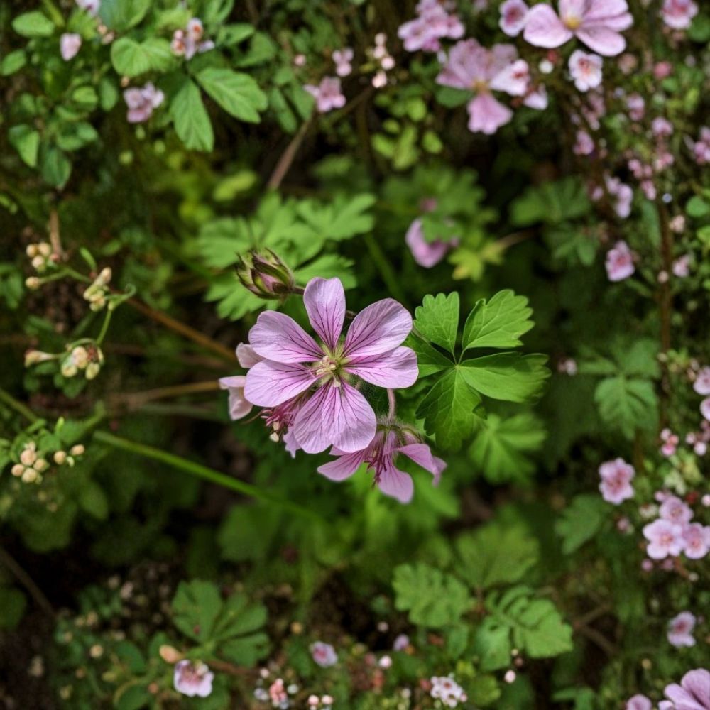 Wild Geranium Roots – Geranium maculatum | 5 Bare Roots | Cranesbill Purple Woodland Flowers | Shade Garden Favorite | Easy to Grow