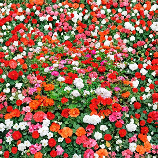 Mixed Color Geranium Seeds – 10 Pelargonium Zonale Flower Seeds | Pink Purple Red Salmon Blooms | Patio & Garden Friendly