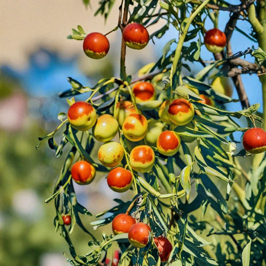 Dong Jujube Tree – Ziziphus jujuba Live Bare Root | 24–32 Inches Tall | Grafted Winter Jujube (Zhanhua Dong Zao) | Chinese Date Fruit Tree