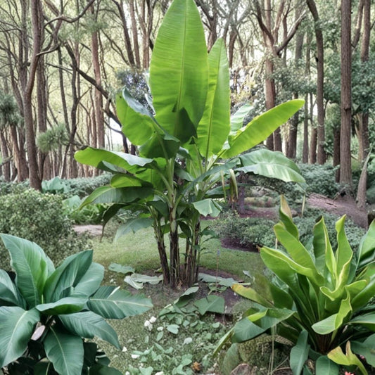 Veinte Cohol Banana Plant – Live Rooted Starter Plant | Musa Banana | Ships in Nursery Pot | Fast Growing Tropical Fruit Plant | Easy to Grow