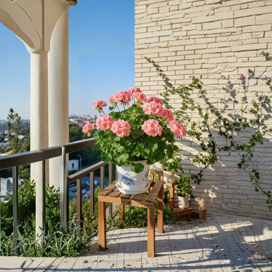 Geranium Flower Seeds – 100PCS Ornamental Garden Seeds | Balcony & Patio Flower Plant | Easy to Grow Outdoor Blooms