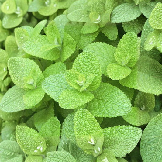 Apple Mint Cuttings – Mentha suaveolens Live Unrooted Cuttings | 6 Organic Mint Cuttings for Rooting | Woolly Pineapple Mint Herb | Easy to Grow
