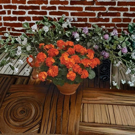 Geranium Maverick Orange – Pelargonium Seeds | 1,000 Seeds | Solar Orange Blooms | Robust Garden Geranium | Pot & Landscape Friendly | Easy to Grow