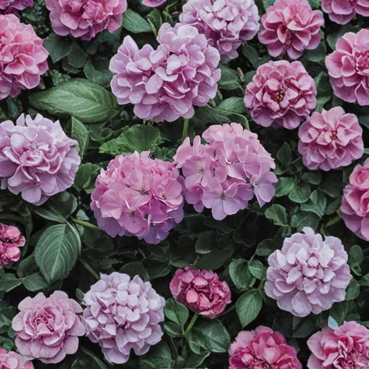 Maverick Quicksilver Geranium Seeds – 100 Pelargonium Seeds | Silvery Lavender Garden Flowers