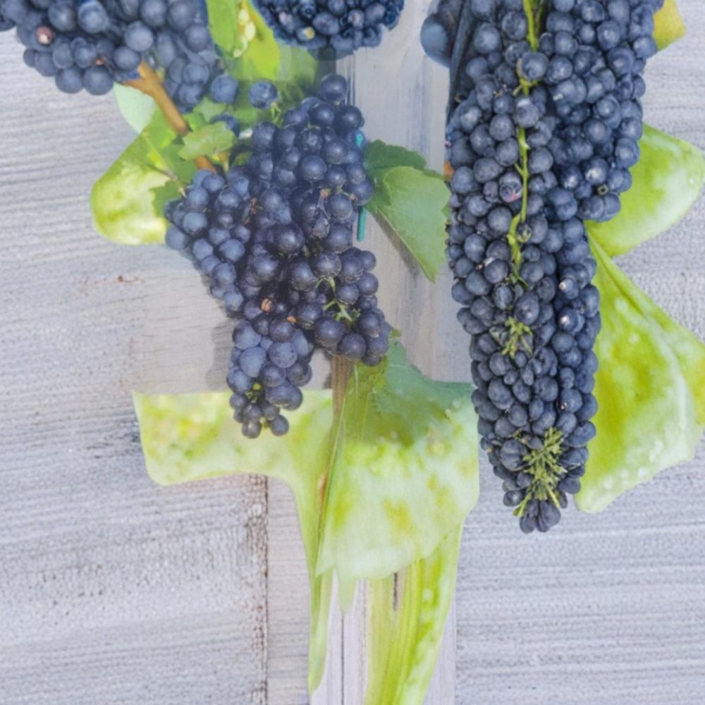 Mars Seedless Grape Vine – Live Fruit Plant | 1 Gallon Size | Sweet Seedless Grapes | Home Vineyard Favorite | Easy to Grow