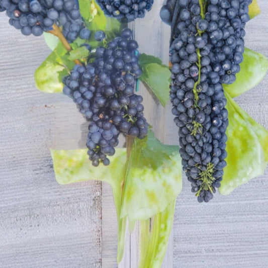 Mars Seedless Grape Vine – Live Fruit Plant | 1 Gallon Size | Sweet Seedless Grapes | Home Vineyard Favorite | Easy to Grow