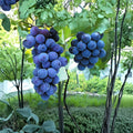 Kyoho Grape Plant – Vitis vinifera Live Vine | Japanese Giant Grape | Sweet Purple Fruit Vine | Backyard Vineyard Plant | US Seller