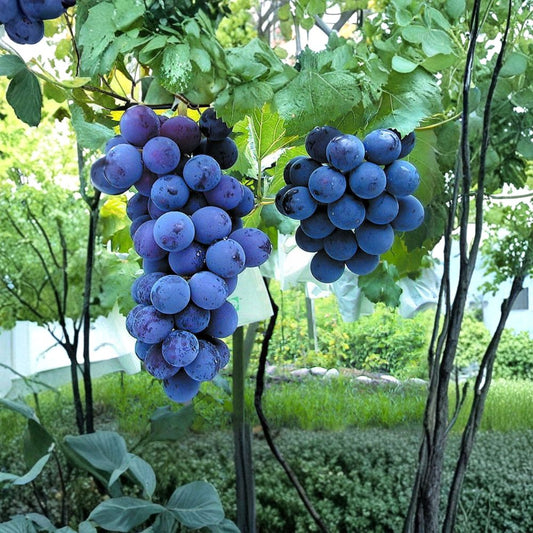 Kyoho Grape Plant – Vitis vinifera Live Vine | Japanese Giant Grape | Sweet Purple Fruit Vine | Backyard Vineyard Plant | US Seller