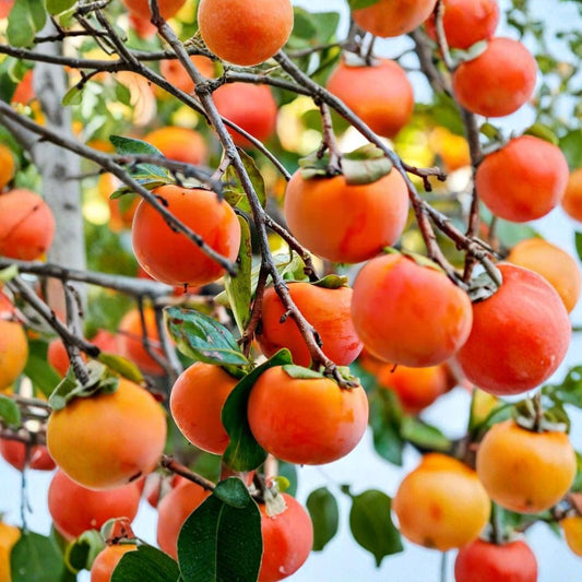 Japanese Fuyu Persimmon Scions – Diospyros kaki Live Cuttings | Set of 3 | 6–8 Inch Grafting & Propagation Wood