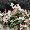 Snow-N-Summer Jasmine Seeds – Trachelospermum asiaticum 5 Pack | Variegated Hardy Vine | Fragrant White Flowers | Indoor Outdoor Growing